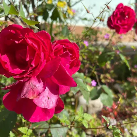 Dacarreda شقة Villamayor (Pilona)